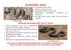 Памятка_Осторожно_змеи_А4-1_bc272